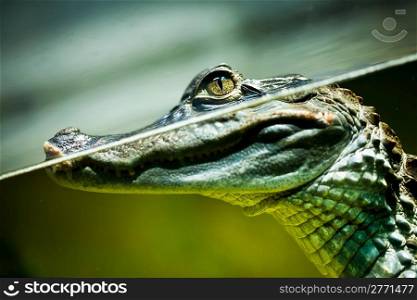 Caiman crocodilus in water ...