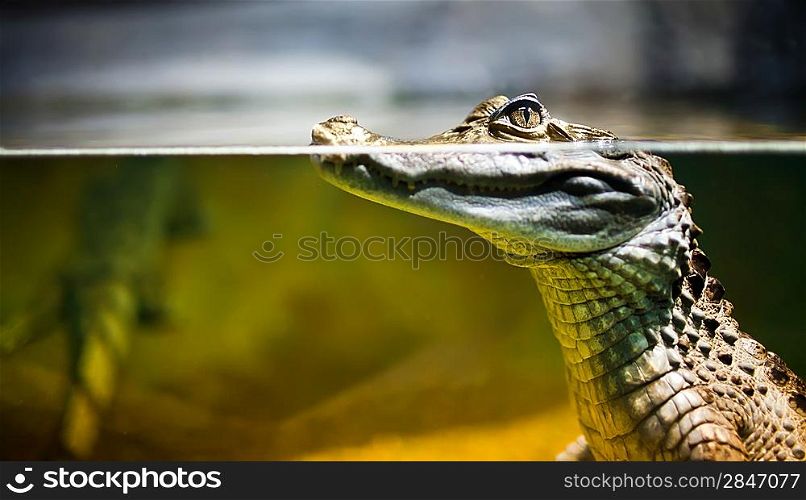 Caiman crocodilus in water