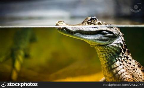 Caiman crocodilus in water