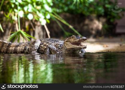 Caiman crocodilus. young alligator