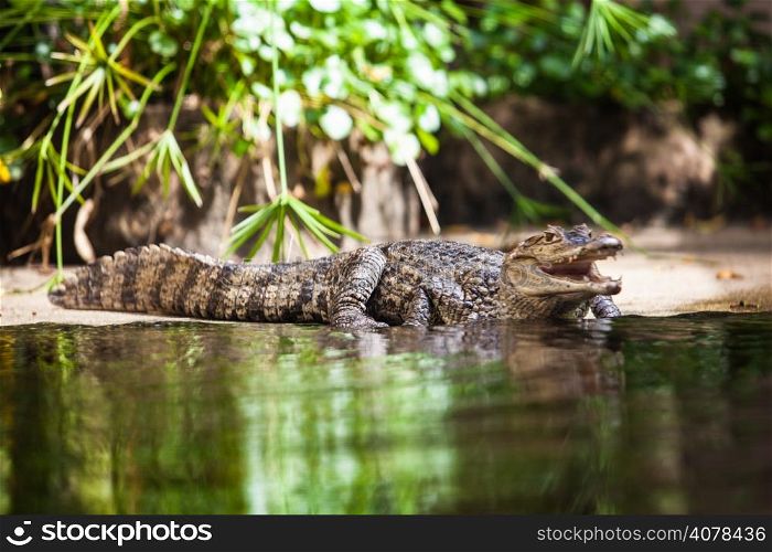 Caiman crocodilus. young alligator