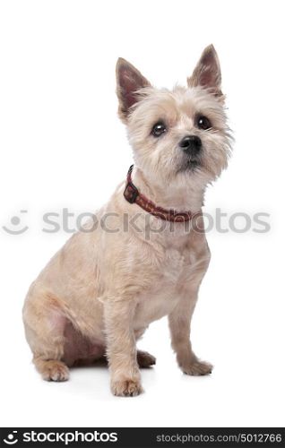 cairn terrier. cairn terrier in front of a white background