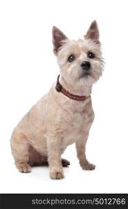cairn terrier. cairn terrier in front of a white background