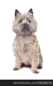 Cairn Terrier. Cairn Terrier in front of a white background