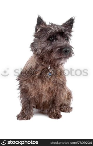 Cairn Terrier Dog. Cute Cairn terrier dog sitting, isolated on a white background