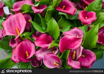 cala lily pink flower background