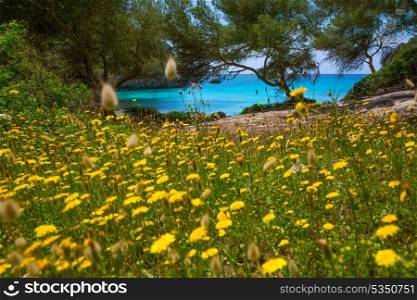 Cala Macarella Ciudadela Menorca turquoise Mediterranean from spring yellow daisy flowers