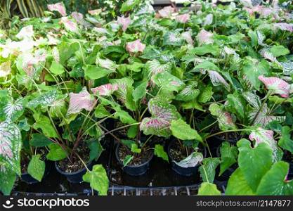 Caladium bicolor leaf plant, colorful leaves in pot ornamental plant in the garden various kinds queen of the leaf plants, spotted leaves Aglaonema Repotting plant