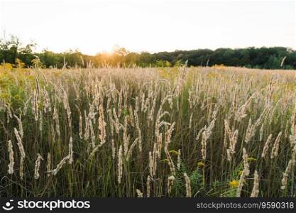 Calamagrostis arundinacea at sunset field. Bushgrass grass inflorescence. Copy space of the setting sun rays on horizon in rural meadow.
