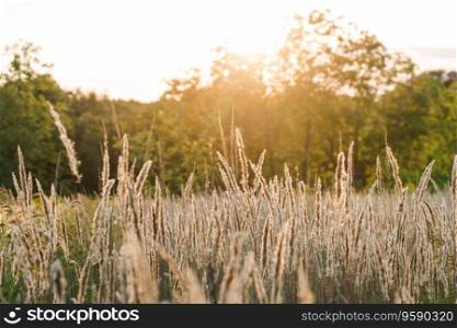 Calamagrostis arundinacea at sunset field. Bushgrass grass inflorescence. Copy space of the setting sun rays on horizon in rural meadow. Shallow depth of field. Abstract summer nature background.