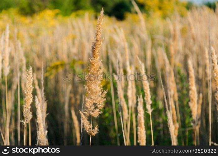 Calamagrostis arundinacea at sunset field. Bushgrass grass inflorescence. Copy space of the setting sun rays on horizon in rural meadow. Selective focus