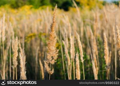 Calamagrostis arundinacea at sunset field. Bushgrass grass inflorescence. Copy space of the setting sun rays on horizon in rural meadow. Selective focus