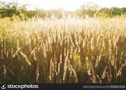 Calamagrostis arundinacea at sunset field. Bushgrass grass inflorescence. Copy space of the setting sun rays on horizon in rural meadow