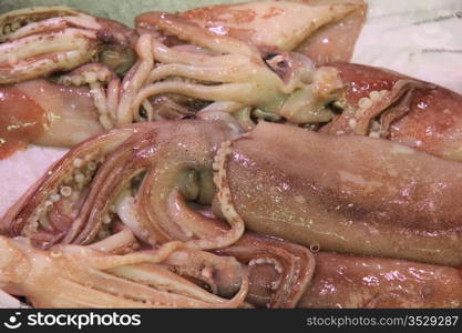 Calamari or squid on a local fish market in France