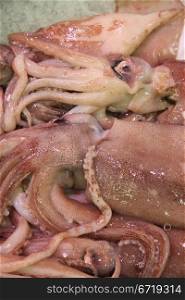 Calamari or squid on a local fish market in France