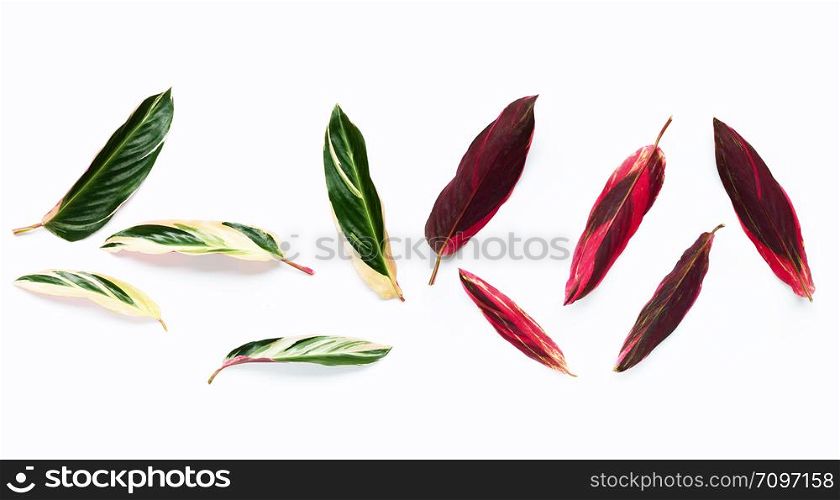 Calathea leaves on white background. Top view