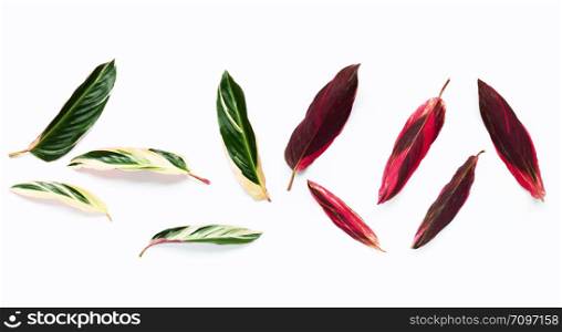 Calathea leaves on white background. Top view