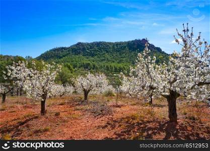 Calderona mountain Cherry Blossom in Valencia. Calderona mountain Cherry Blossom in Valencia Spain