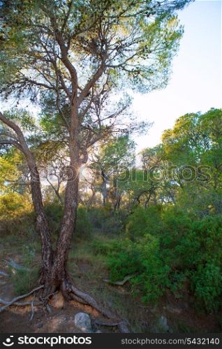 Calderona Sierra pine forest in Serra Naquera of Valencia Spain
