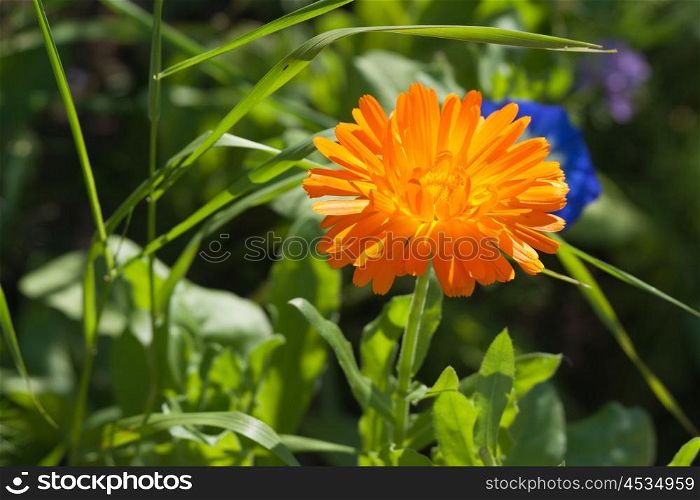 Calendula flower in a green garden in the summertime