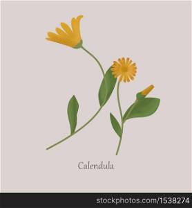 Calendula is a herbaceous medicinal plant with yellow flowers. Calendula flowers with green leaves on a gray background.. Calendula is a herbaceous medicinal plant with yellow flowers.