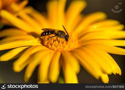 Calendula, medicinal plant with flower and bee