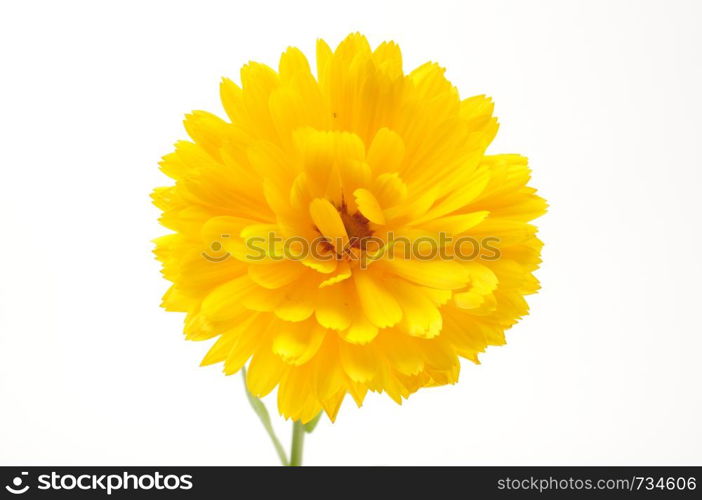 Calendula officinalis