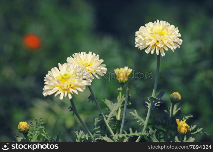 Calendula officinalis, pot marigold, ruddles, common marigold, garden marigold, English marigold, or Scottish marigold is a plant in the genus Calendula of the family Asteraceae.