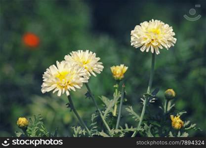 Calendula officinalis, pot marigold, ruddles, common marigold, garden marigold, English marigold, or Scottish marigold is a plant in the genus Calendula of the family Asteraceae.
