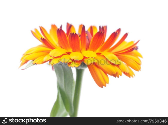 calendula on white background