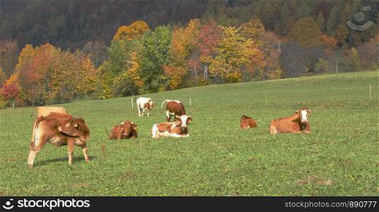 Calf and cows on the pasture
