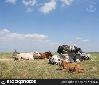 calf en beef cows recline in green dutch meadow under blue sky
