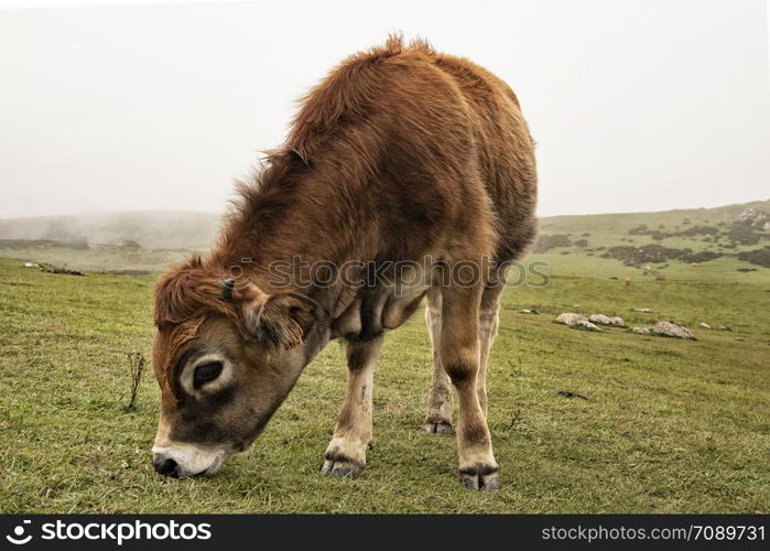 calf in a meadow grazing grass