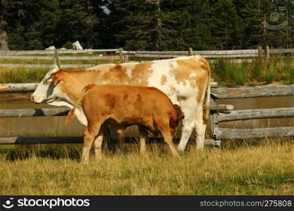 Calf milking mother cow near pond
