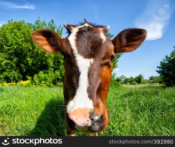 Calf of a cow on a background of trees. Calf of cow on background of trees