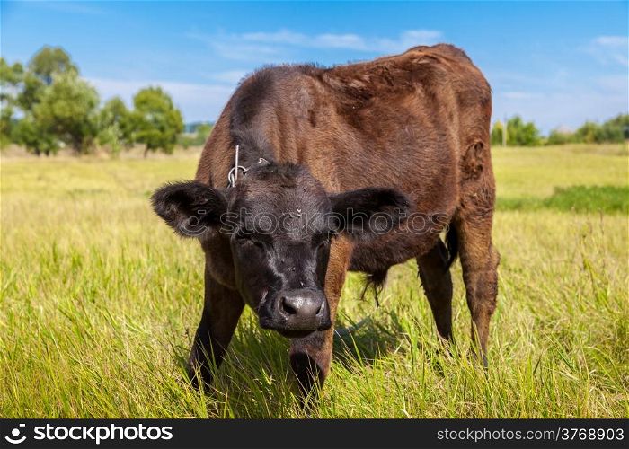 calf on a green dandelion field, Blue sky