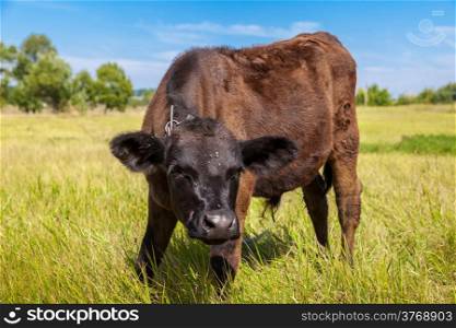 calf on a green dandelion field, Blue sky