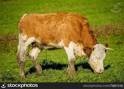 calf on a meadow
