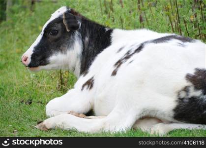 Calf resting in a field