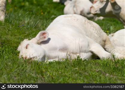 calf sleeping in a prairie