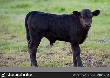 Calf standing in a pasture, Northern Alberta, Alberta, Canada