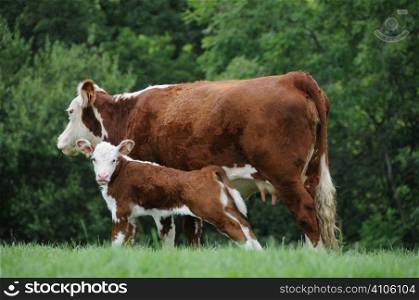 Calf with its mother