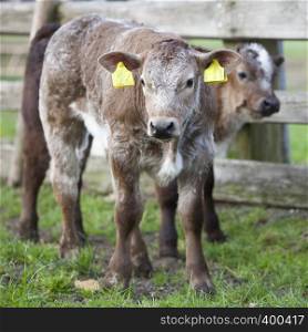 calfs in spring meadow near wooden fence in the netherlands near utrecht