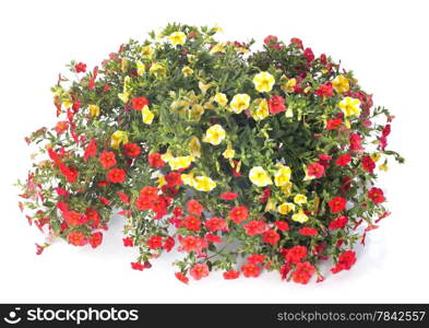 Calibrachoa flowers in front of white background