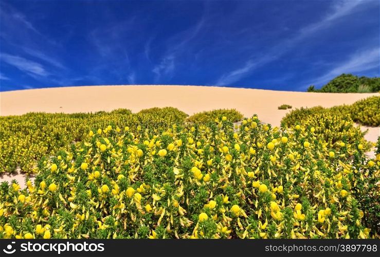 Calicotome Spinosa flowers in Piscinas dune, southwest Sardinia, Italy