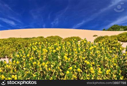 Calicotome Spinosa flowers in Piscinas dune, southwest Sardinia, Italy