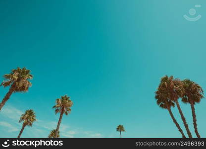 California beach palm trees at summer hot day vintage color stylized with copy space
