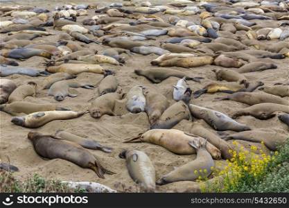 California Elephant Seals in Piedras Blancas point in South Big Sur inn Pacific Highway 1