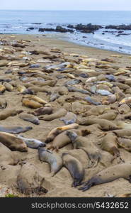 California Elephant Seals in Piedras Blancas point in South Big Sur inn Pacific Highway 1