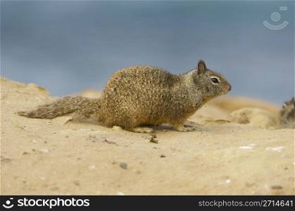 California Ground Squirrel in sand